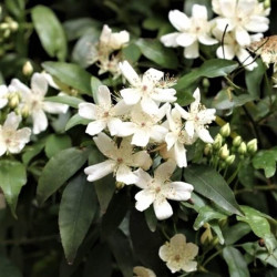 Rosa banskiae var. normalis