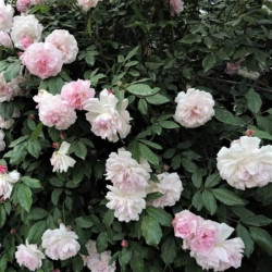 Rosa indica 'Major' Rosa indica 'Major'