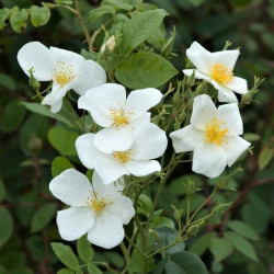 Rosa moschata Rosa moschata