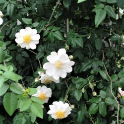 Rosa sempervirens Rosa sempervirens