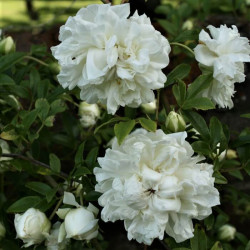 Rosa x fortuniana Rosa x fortuniana