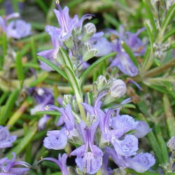 Rosmarinus officinalis 'Corsican Blue' Rosmarinus officinalis 'Corsican Blue'