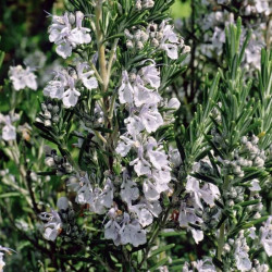 Rosmarinus officinalis 'Arp' Rosmarinus officinalis 'Arp'