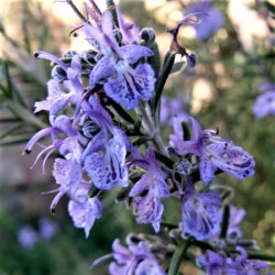 Rosmarinus officinalis 'Fota Blue' Rosmarinus officinalis 'Fota Blue'