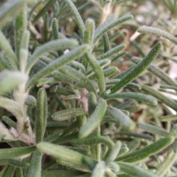 Rosmarinus x mendizabalii Rosmarinus x mendizabalii