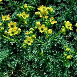 Ruta chalepensis Ruta chalepensis