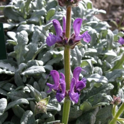 Salvia daghestanica Salvia daghestanica