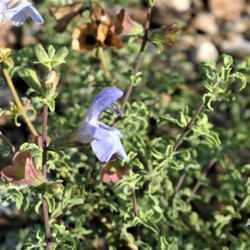 Salvia dentata Salvia dentata