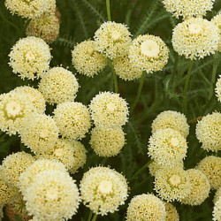 Santolina chamaecyparissus 'Lemon Queen' Santolina chamaecyparissus 'Lemon Queen'