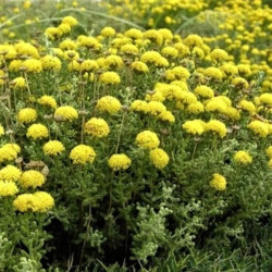 Santolina magonica  Santolina magonica