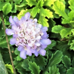 Scabiosa farinosa Scabiosa farinosa