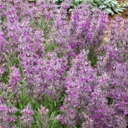 Stachys lavandulifolia Stachys lavandulifolia