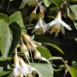 Styrax officinalis Styrax officinalis
