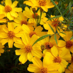 Tagetes lemmonnii Tagetes lemmonnii