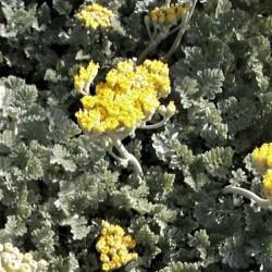Tanacetum argenteum Tanacetum argenteum