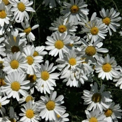 Tanacetum cinerarifolium Tanacetum cinerarifolium