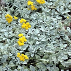 Tanacetum densum subsp. amani Tanacetum densum subsp. amani