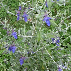 Teucrium fruticans 'Quarzazate' Teucrium fruticans 'Quarzazate'