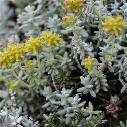 Teucrium aureum Teucrium aureum