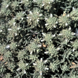 Teucrium capitatum Teucrium capitatum