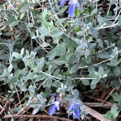 Teucrium fruticans 'Agadir' Teucrium fruticans 'Agadir'
