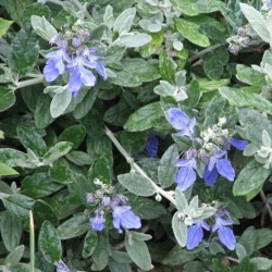 Teucrium fruticans 'Azureum' Teucrium fruticans 'Azureum'
