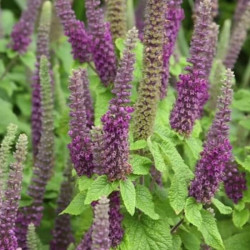 Teucrium hircanicum Teucrium hircanicum