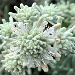 Teucrium lusitanicum Teucrium lusitanicum