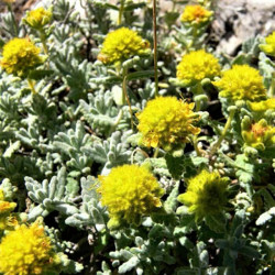 Teucrium luteum Teucrium luteum