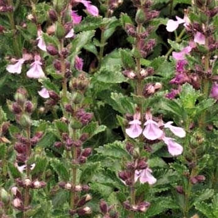 Teucrium massiliense