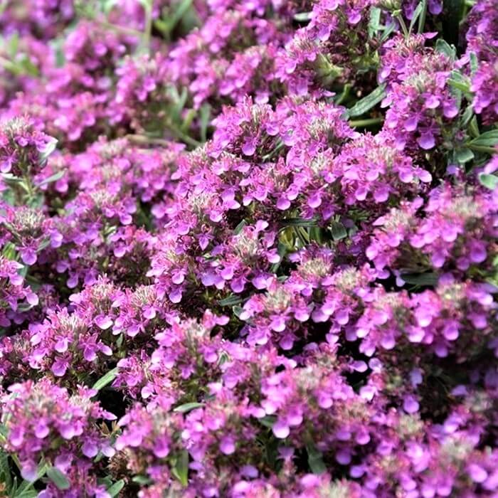 Teucrium x ackermannii