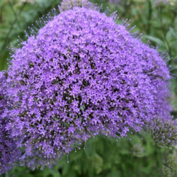 Trachelium caeruleum Trachelium caeruleum