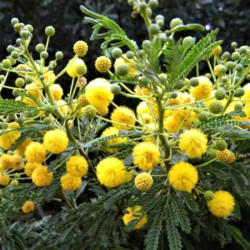 Vachellia karoo Vachellia karoo