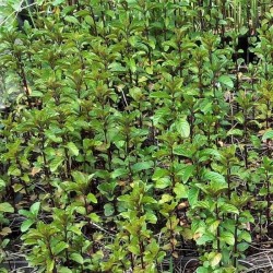 Mentha aquatica Mentha aquatica