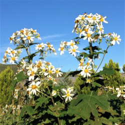 Montanoa grandiflora