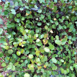 Muehlenbeckia complexa