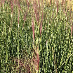 Muhlenbergia lindheimeri