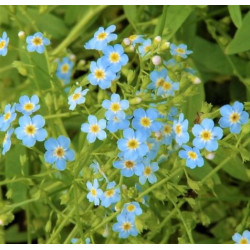 Myosotis scorpioides