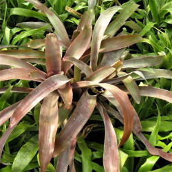 Neoregelia 'Fireball' Neoregelia 'Fireball'