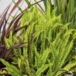Nephrolepis exaltata Nephrolepis exaltata