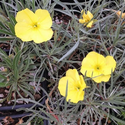 Oenothera macrocarpa ssp. incana