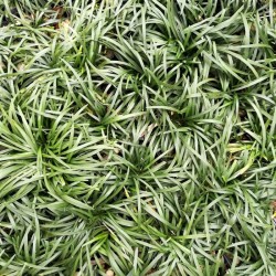 Ophiopogon japonicus 'Minor'