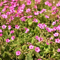 Oxalis floribunda Oxalis floribunda