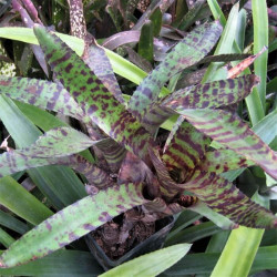 Aechmea orlandiana