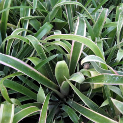 Billbergia nutans 'Variegata' Billbergia nutans 'Variegata'