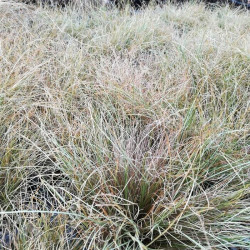 Carex comans 'Amazon Mist' Carex comans 'Amazon Mist'