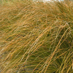 Carex testacea 'Prairie Fire' Carex testacea 'Prairie Fire'