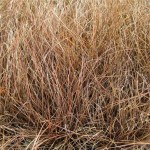 Carex comans 'Bronze'