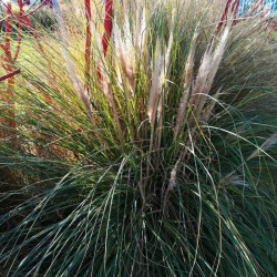 Cortaderia selloana 'Pumila' Cortaderia selloana 'Pumila'