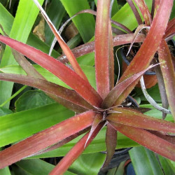 Cryptbergia 'Rubra' Cryptbergia 'Rubra'